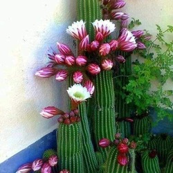 Jigsaw puzzle: Cactus bloomed