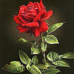 Jigsaw puzzle: Red Rose