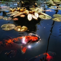 Jigsaw puzzle: Pond with water lilies and carps