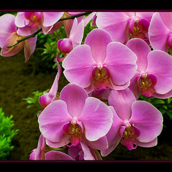 Jigsaw puzzle: Luxurious orchids
