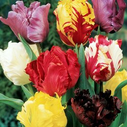 Jigsaw puzzle: Variegated tulips