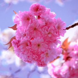 Jigsaw puzzle: Cherry blossoms