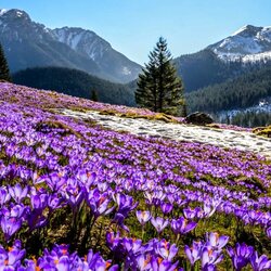 Jigsaw puzzle: Crocuses bloom in the mountains
