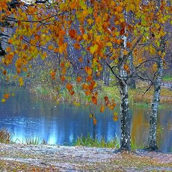Jigsaw puzzle: Birches by the water