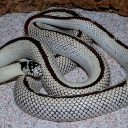 Jigsaw puzzle: California royal white snake
