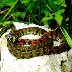 Jigsaw puzzle: Tiger snake