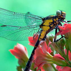 Jigsaw puzzle: Jumping dragonfly