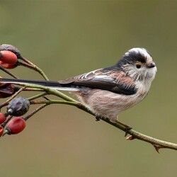 Jigsaw puzzle: Long-tailed titmouse on rose hips