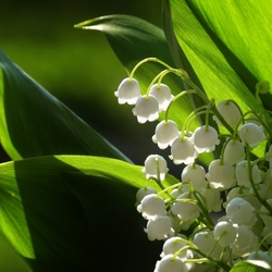 Jigsaw puzzle: Lilies of the valley