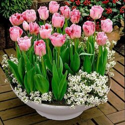 Jigsaw puzzle: Tulips pink