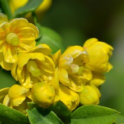 Jigsaw puzzle: Blooming barberry