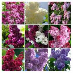 Jigsaw puzzle: Lilac lovers