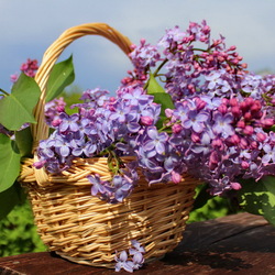 Jigsaw puzzle: Lilac basket
