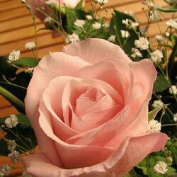 Jigsaw puzzle: Pink rose