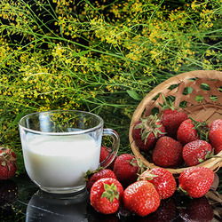Jigsaw puzzle: Still life with milk, strawberries and field grass