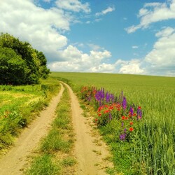 Jigsaw puzzle: Path in the field