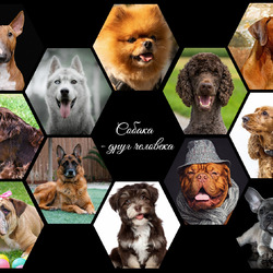 Jigsaw puzzle: Collage with dogs