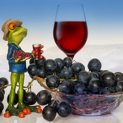 Jigsaw puzzle: Winemaker frog