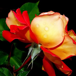 Jigsaw puzzle: Rose for you