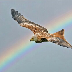 Jigsaw puzzle: Red kite