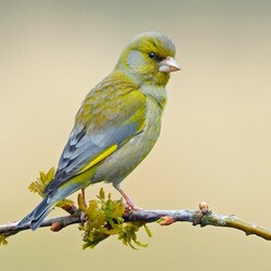 Jigsaw puzzle: Green goldfinch