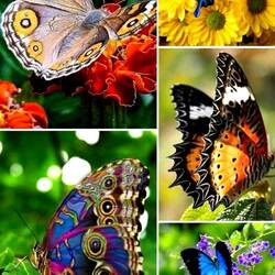 Jigsaw puzzle: World of butterflies