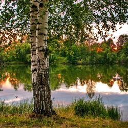 Jigsaw puzzle: Birch trees by the river