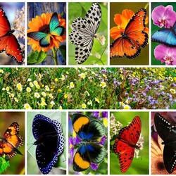 Jigsaw puzzle: World of butterflies