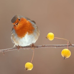 Jigsaw puzzle: Inquisitive robin