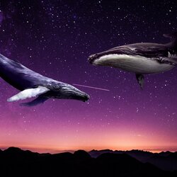 Jigsaw puzzle: Night, stars, whales