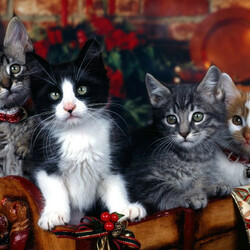 Jigsaw puzzle: Christmas cats