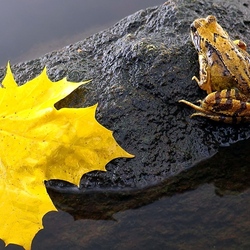 Jigsaw puzzle: autumn frog