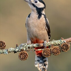 Jigsaw puzzle: Great spotted woodpecker