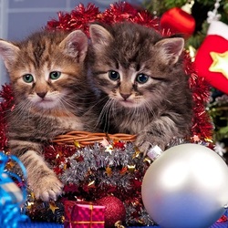 Jigsaw puzzle: New Year's kittens