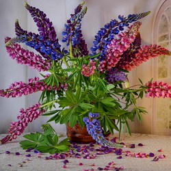 Jigsaw puzzle: Lupins