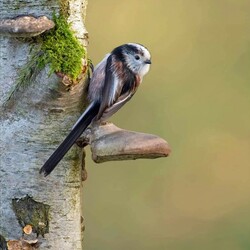 Jigsaw puzzle: Long-tailed tit on a birch