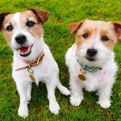Jigsaw puzzle: Jack Russell Terrier