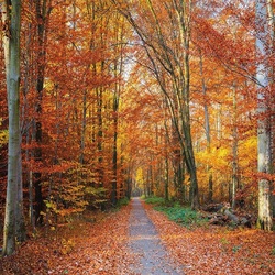Jigsaw puzzle: Path in the autumn park