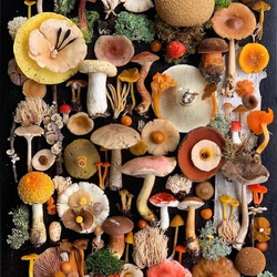 Jigsaw puzzle: mushroom world