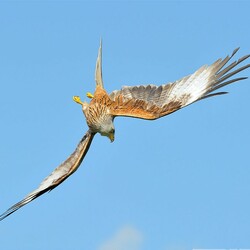 Jigsaw puzzle: red kite
