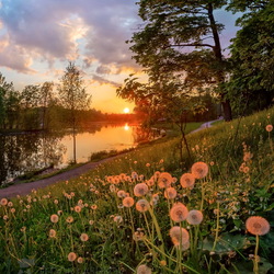 Jigsaw puzzle: Dandelions at sunset