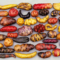 Jigsaw puzzle: types of potatoes
