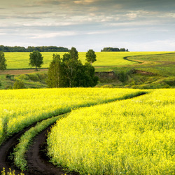 Jigsaw puzzle: Road in a rapeseed field