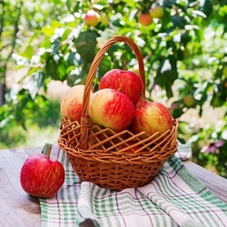 Jigsaw puzzle: Rosy apples