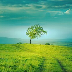 Jigsaw puzzle: Lonely tree
