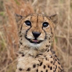 Jigsaw puzzle: Cheetah smile