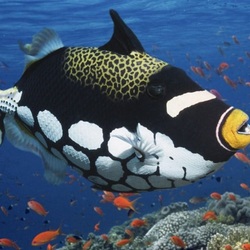 Jigsaw puzzle: Spotted Triggerfish