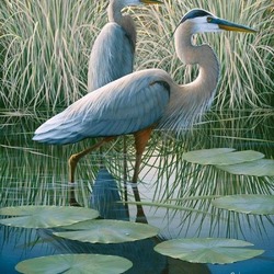 Jigsaw puzzle: Herons in the reeds