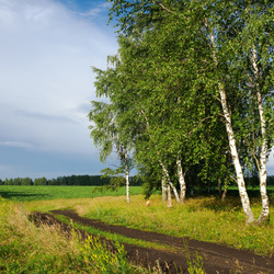 Jigsaw puzzle: Birches in the field