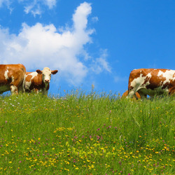 Jigsaw puzzle: Cows in the meadow